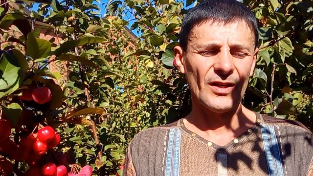 О сроках посадки. Когда лучше приобретать и сажать плодовые культуры осенью . Мнение профессинала смотреть онлайн