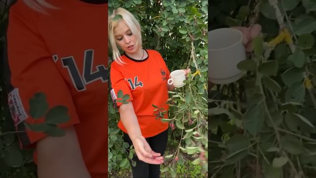 Сбор какалуши смотреть онлайн