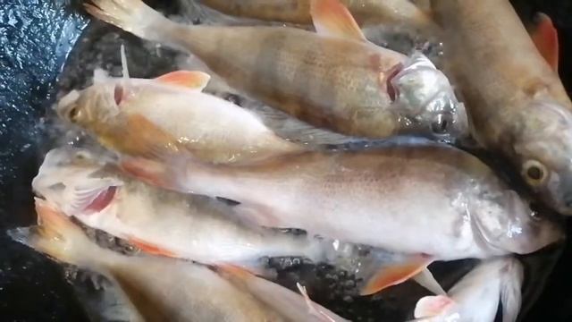 Жареный окунь/речная рыба / смотреть онлайн