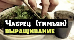 Тимьян или чабрец - как вырастить из семян рассаду и посадить в грунт