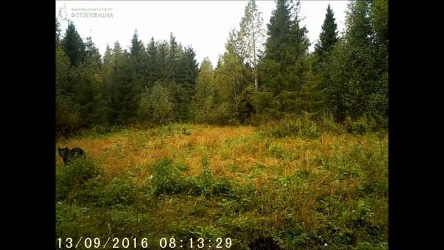 ID2865/Заповедник Кологривский лес/Медведи смотреть онлайн