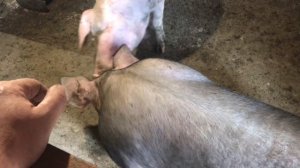Кастрирую взрослого хряка один.