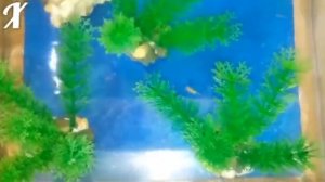 Когда пора мальков гуппи пересадить в общий аквариум