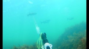 Подводная охота на лобана, Июль 2022