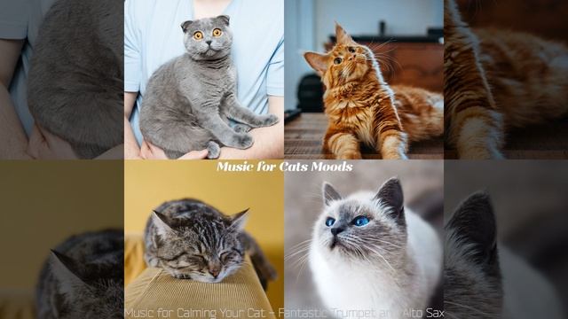 Groovy Jazz Saxophone - Vibe for Calm Kittens смотреть онлайн