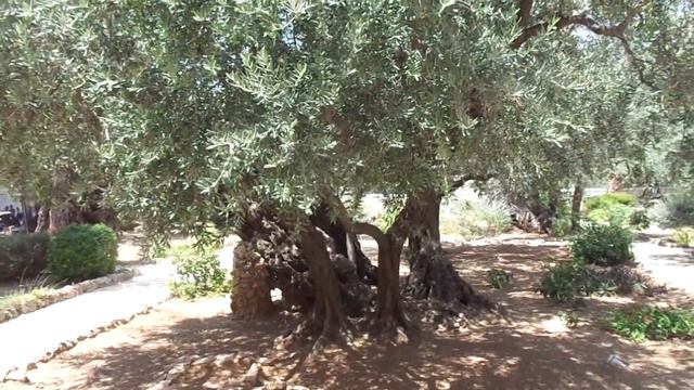 Оливковая роща. Масличная гора. Иерусалим смотреть онлайн