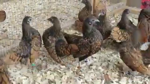Сибрайт залатиски смотреть онлайн