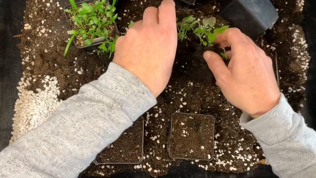 Vi planter om (prikler) blodbeger - Rhodochiton atrosanguineus смотреть онлайн