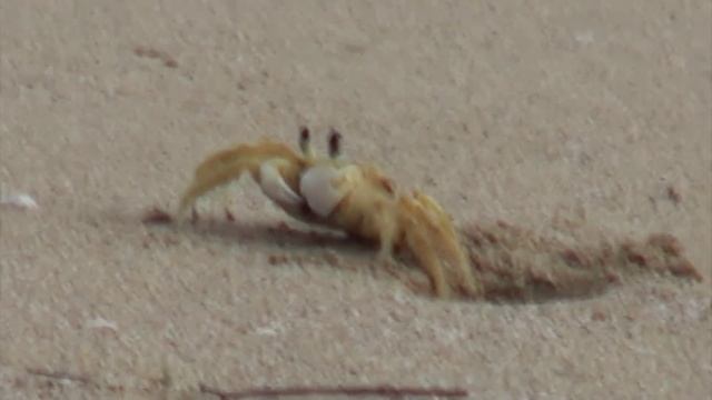 Пляжи Доминиканы. Пляж Косон (Coson) в городе Лас Терренас смотреть онлайн