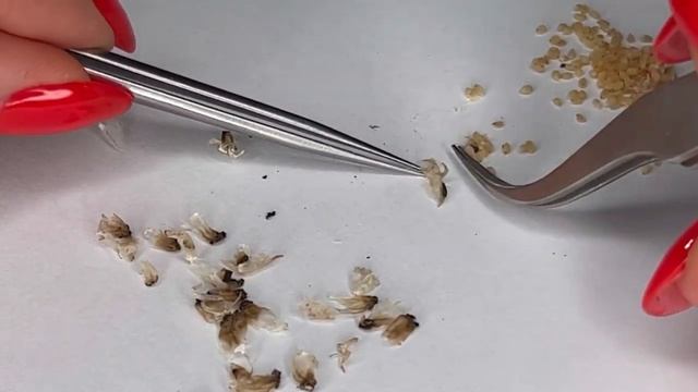 Семена каладиума дома это реально? Caladium Seeds And Seedlings