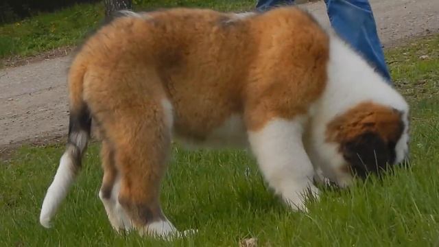 Щенок сенбернара (девочка) смотреть онлайн