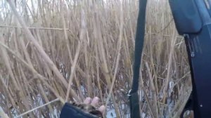 Охота на кабана. Погоня за подранком. Охота с мр 155.