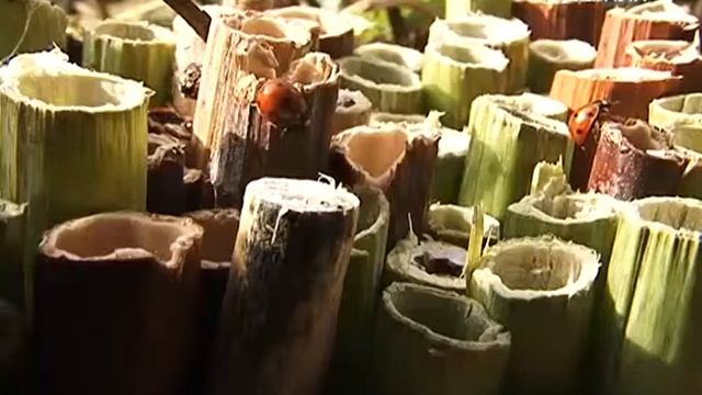 Удачные заметки. Строим гостиницу для полезных насекомых смотреть онлайн
