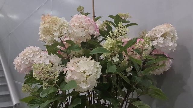 Литтл Рози. Обильноцветущая, компактная и морозоустойчивая метельчатая гортензия. смотреть онлайн