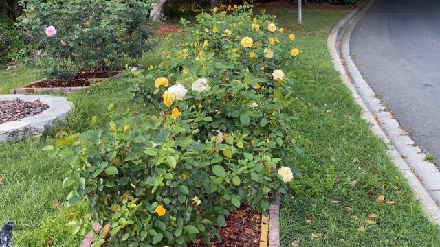 Rose - Julia Child смотреть онлайн