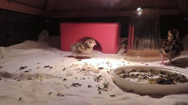 Японские ? перепела (птенцы) через сутки после окончания инкубации. смотреть онлайн
