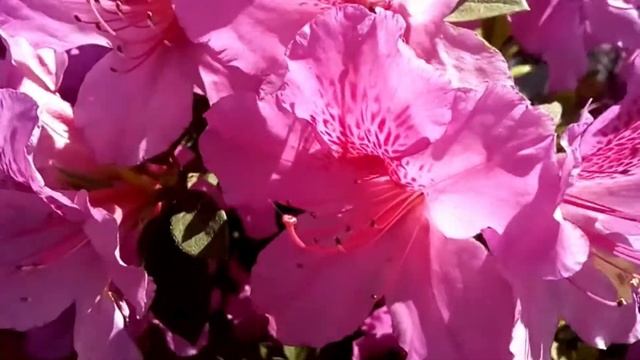 Поэзия пробужденной. Двенадцатая часть. Видео и четверостишья by Mary Bond.Читает автор. смотреть онлайн