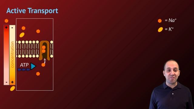 K-Bio Matter 6: Membrane Function смотреть онлайн