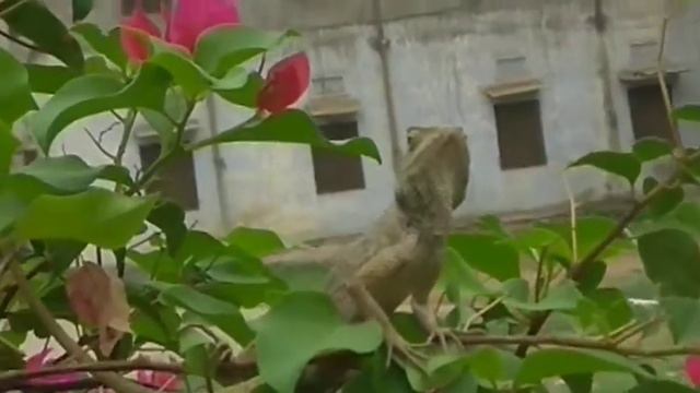 Chameleon (Girgit)in backyard.Seen after a long time. смотреть онлайн