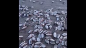 Остров Сахалин, 19 ноября 2023 г. Дары моря.