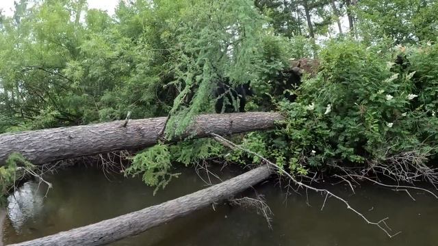 Медведица съела хулиганов. смотреть онлайн