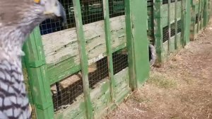 Ястреб-тетеревятник Сильва. Токует, сидя на руке.