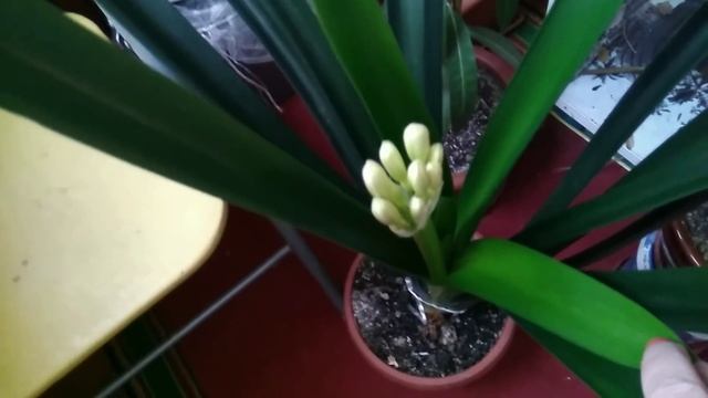 14.03.2019.Кливия,цветение,как помочь кливии вытянуть стрелку. смотреть онлайн