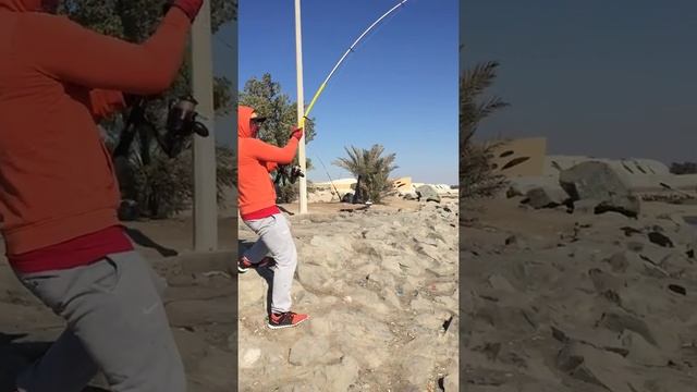 COBIA 38.62kg - Biggest cobia (weigh) landed on shore(abu dhabi)| Abu Dhabi Fishing смотреть онлайн