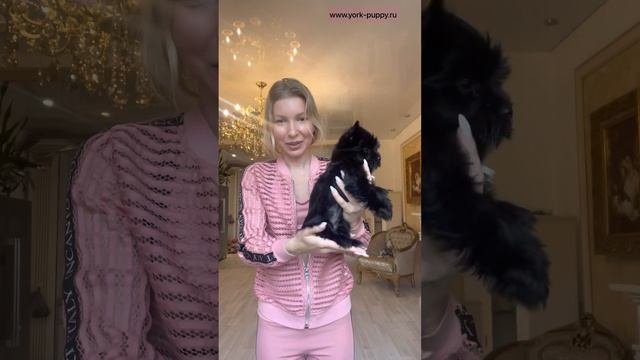 Питомник цветных йорков: Бивер Йорк, чёрный Йорк, шоколадный Йорк, биро Йорк. Щенки Бивер Йорка. смотреть онлайн