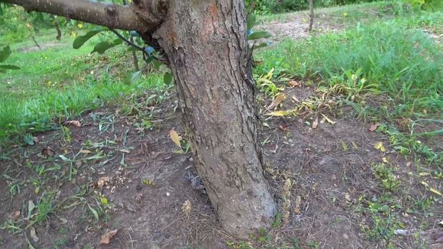 Древний английский сорт ПАРМЕН КОРОЛЕВСКИЙ и промышленный сорт ГАЛА МАСТ /Обзор на 19.08. и 08.09 смотреть онлайн