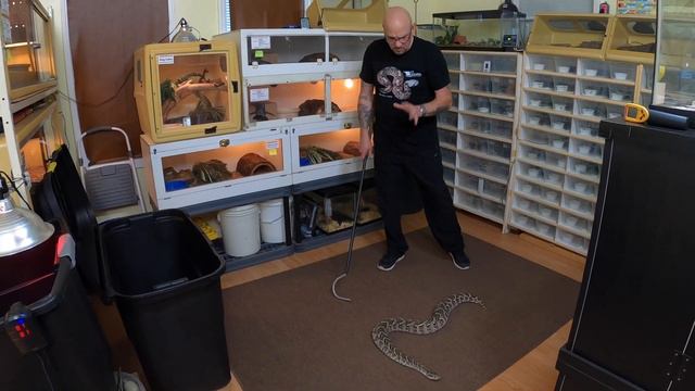 Update SC Venomous Ban | Fangs in Your Face™ Feeding Rattlesnakes смотреть онлайн