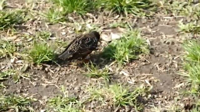 скворцы прилетели смотреть онлайн