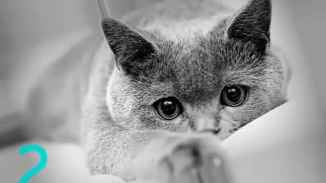 Почему нельзя смотреть в глаза кошке??? смотреть онлайн