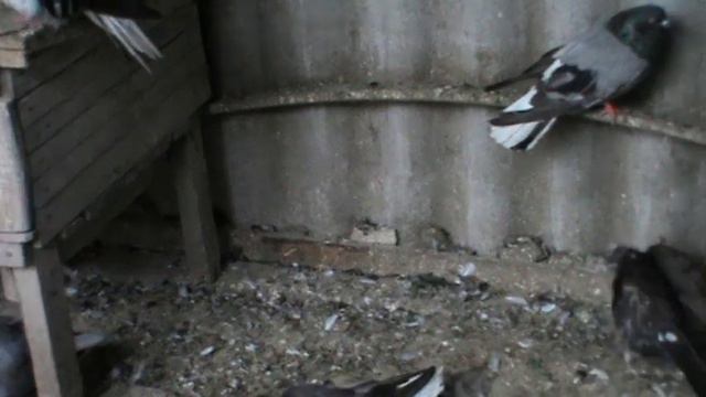 Николаевские голуби