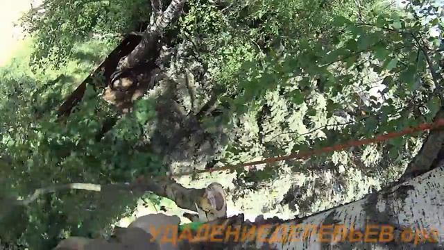 Спил сухих деревьев в Балашихинском районе Мос.обл. смотреть онлайн