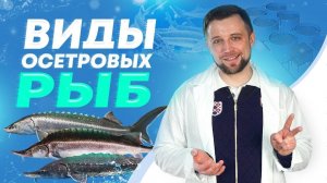 ВИДЫ осетров для ВЫРАЩИВАНИЯ в УЗВ + ТОП 5 интересных фактов об ОСЕТРОВЫХ РЫБАХ | Рыбоводство | УЗВ
