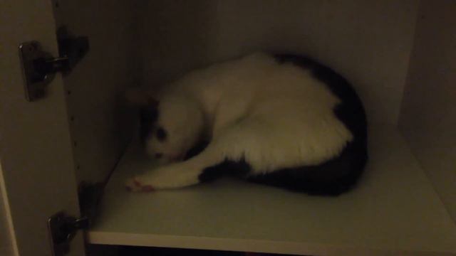 Кот в шкафу 😅 смотреть онлайн
