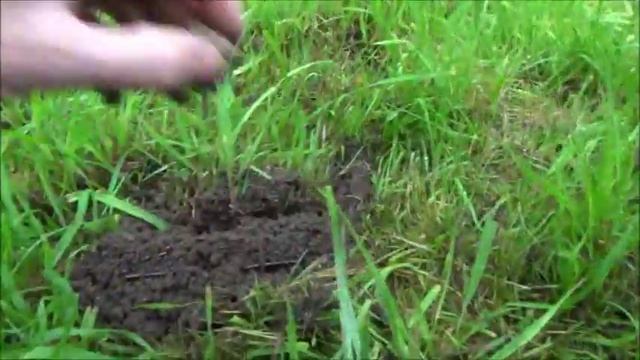 Mole control # 4 .. update смотреть онлайн