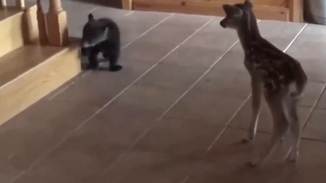 Смешные животные олененок и медвежонок | Встреча олененка и медвежонка смотреть онлайн