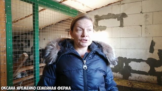 Содержание коровы / Мой опыт