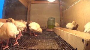 Рецепт кормления индюшат с 0 до 7 дней