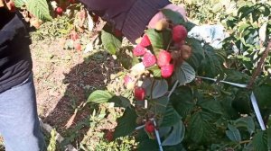 Ремонтантная Малина Амира и Аврора