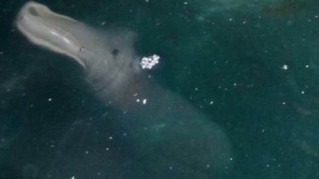 Cryptid Profile - Corfu Island Creature смотреть онлайн
