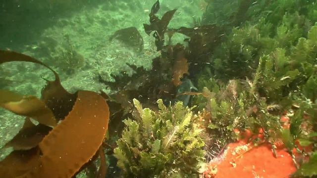 Several sharks of South Africa смотреть онлайн