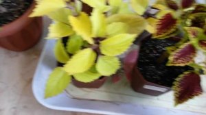 Как правильно формировать колеус на всех стадиях роста. Прищипка колеуса.