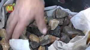 Как посадить ВОДНЫЕ РАСТЕНИЯ в Чистый Пруд