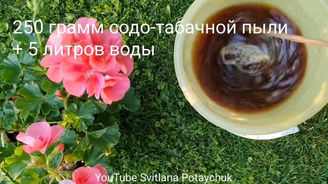 Тля Трипсы Капустная белянка бегут в панике от этого! Советы биолога! Как бороться с вредителями