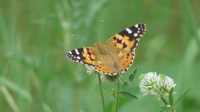 Бабочка. Репейница ( Vanessa cardui ) смотреть онлайн