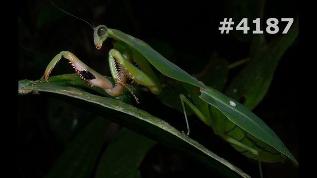 #4187. Богомолы (В мире животных) смотреть онлайн