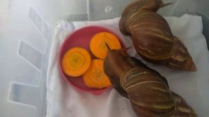 Продаю улиток??! Сколько стойт??